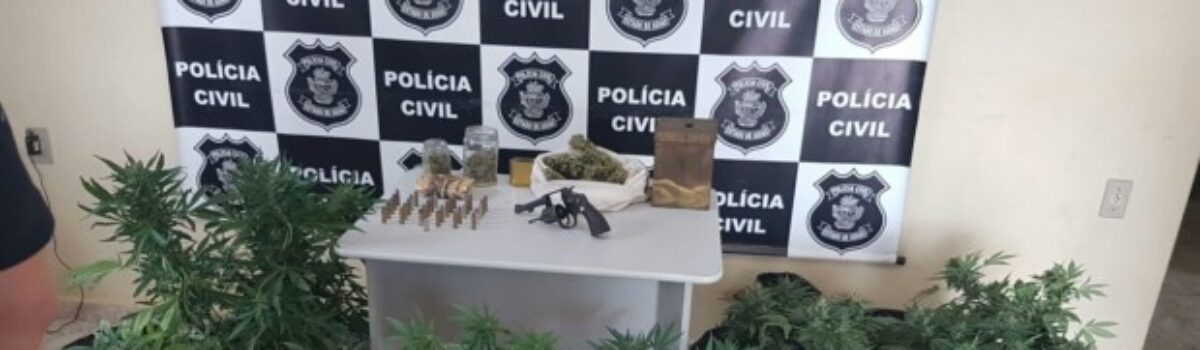 Pés de maconha são apreendidos durante operação em Alto Paraíso