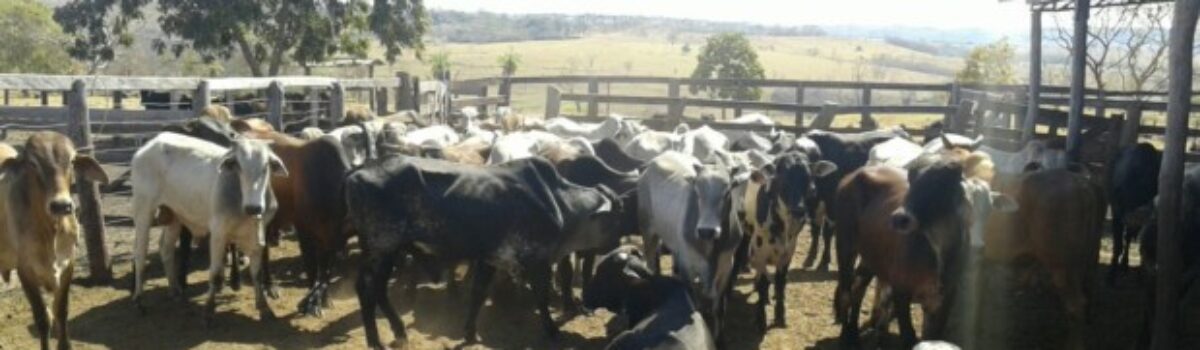 Policiais civis recuperam 41 cabeças de gado em Doverlândia