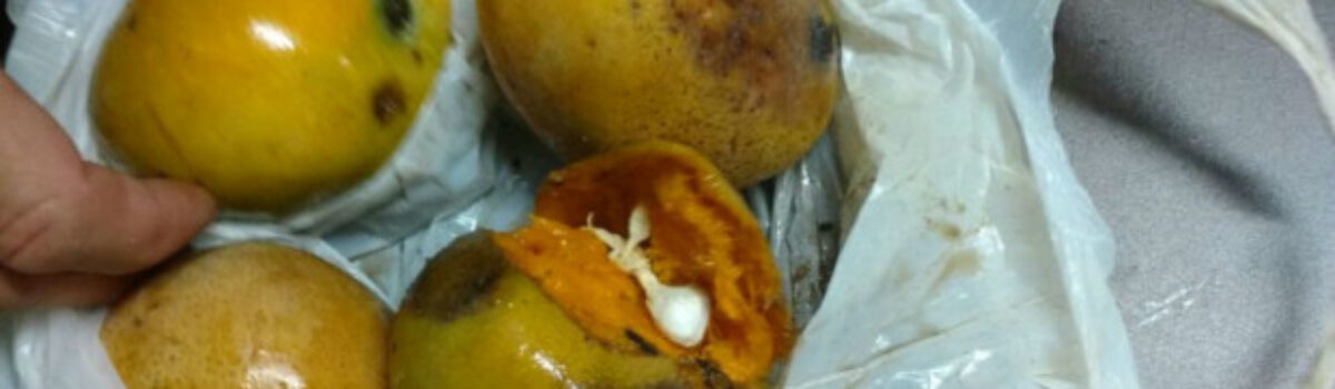 Polícias Civil e Militar de Caiapônia prendem traficante que escondia drogas em frutas