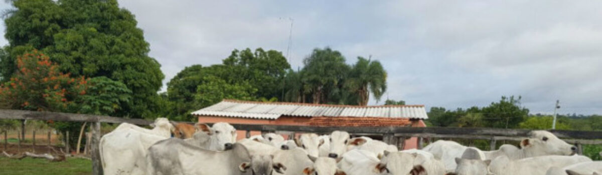 PC recupera 23 garrotes furtados por quadrilha em Morrinhos