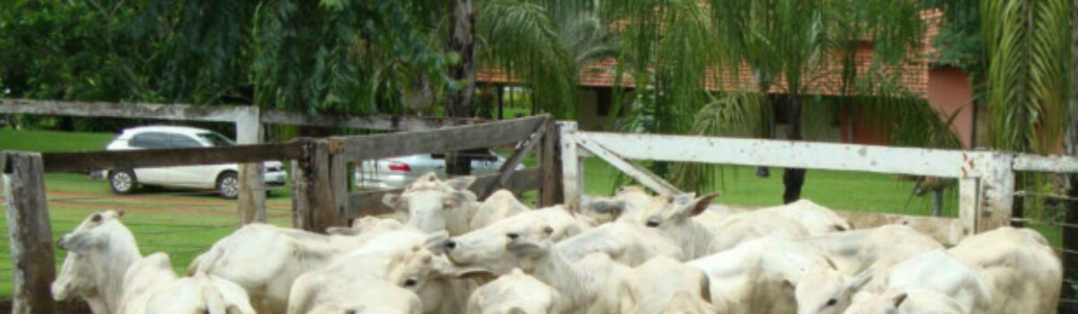 PC apreende mais de 100 cabeças de gado em Morrinhos