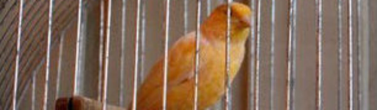 Dema deflagra operação para apreender pássaros silvestres em cativeiro