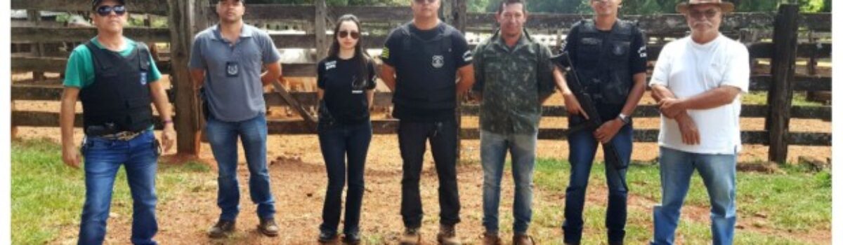 Gado furtado em Catalão é achado em fazenda de Minas Gerais