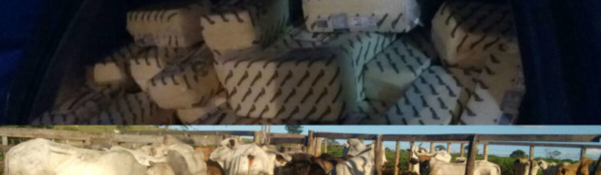 Em um dia, Decar recupera 1 tonelada de queijo em Caiapônia e gado roubado em Leopoldo de Bulhões