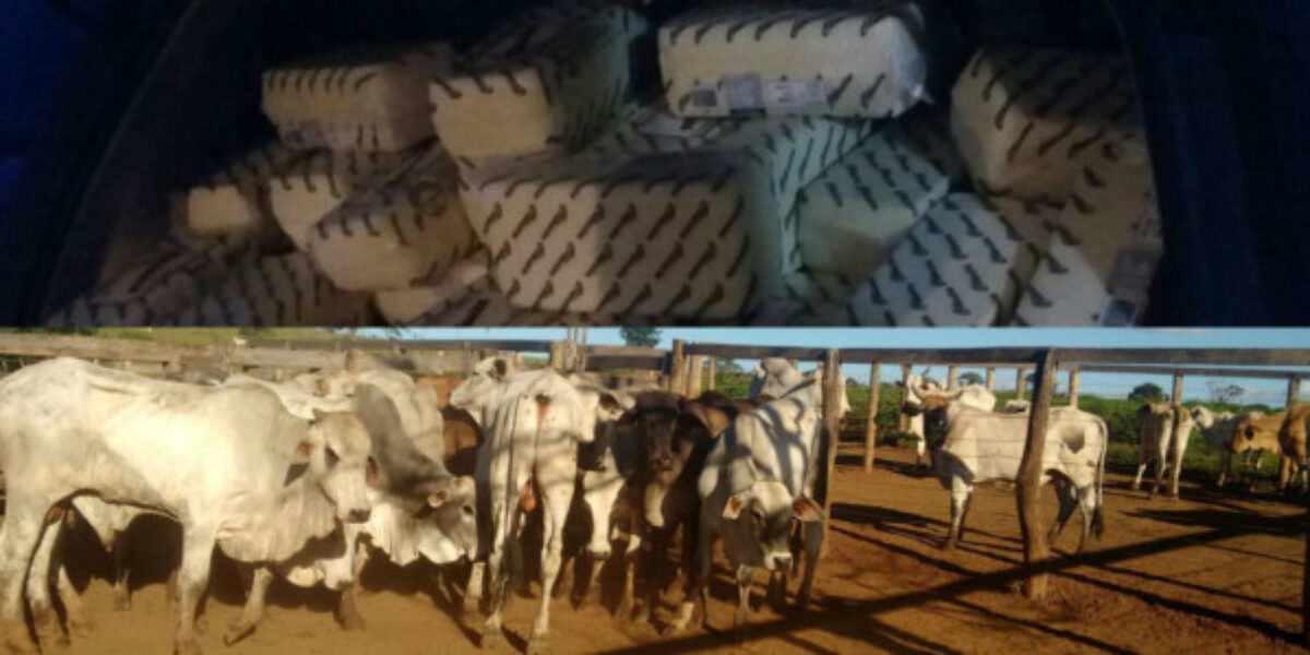 Em um dia, Decar recupera 1 tonelada de queijo em Caiapônia e gado roubado em Leopoldo de Bulhões