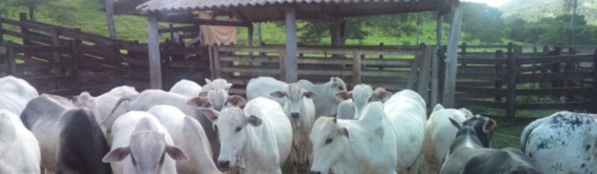 Policiais civis de Goiás recuperam gado que havia sido furtado em Faina