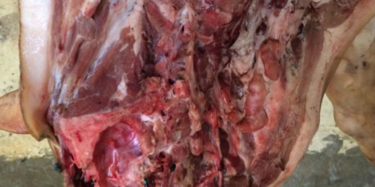 Comerciante é preso em flagrante por comercializar carne podre em Vianópolis