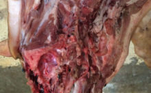 WhatsApp Image 2017-05-31 at 10