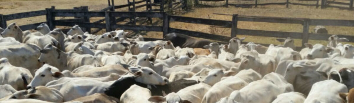 Polícia Civil recupera 69 cabeças de gado furtadas em fazenda de Arenópolis