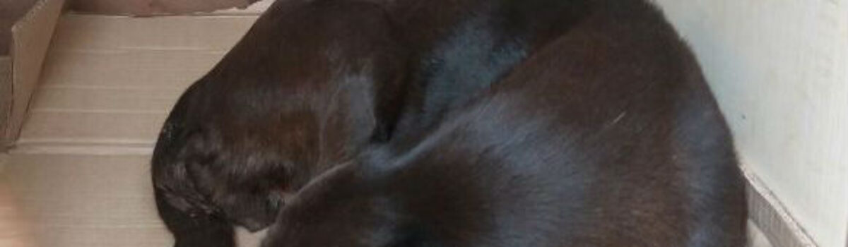 Polícia Civil de Rio Verde resgata cadela após denúncia de abuso e maus tratos