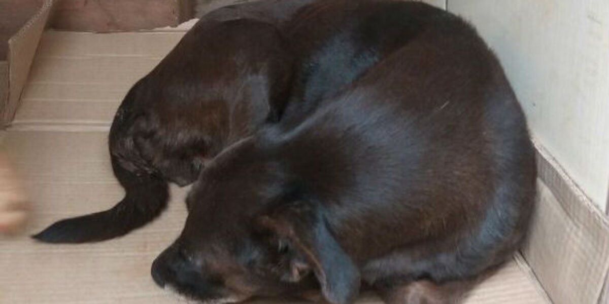Polícia Civil de Rio Verde resgata cadela após denúncia de abuso e maus tratos