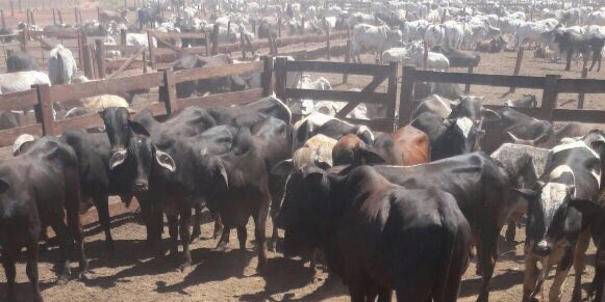 Gepatri recupera 49 cabeças de gado furtadas em Itumbiara