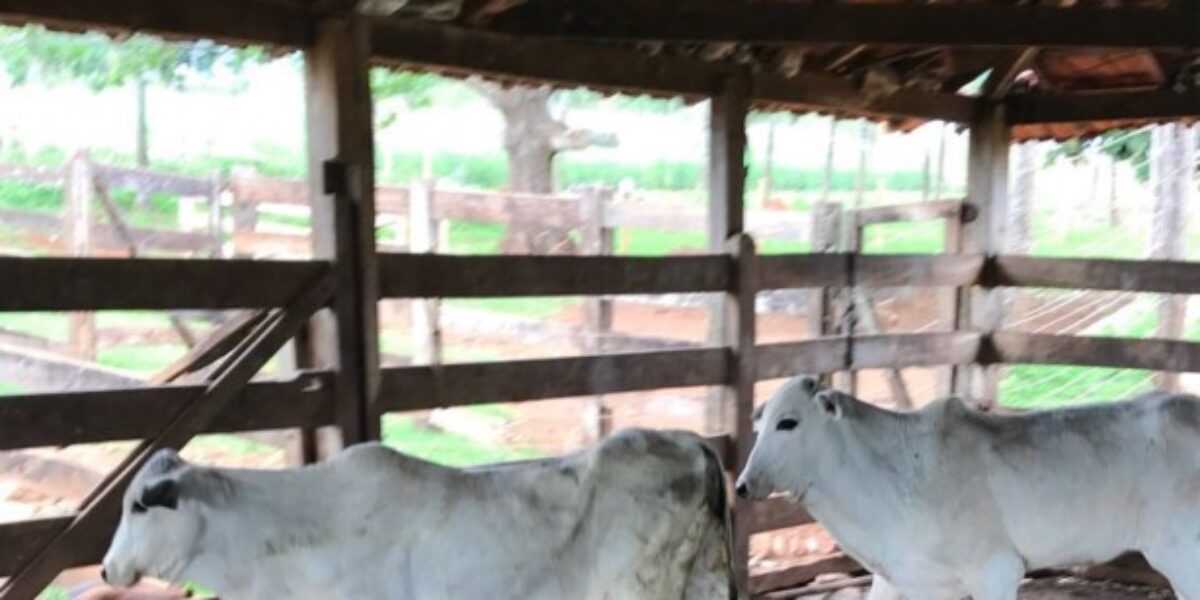 Gado furtado em Itumbiara é encontrado em fazenda de Buriti Alegre