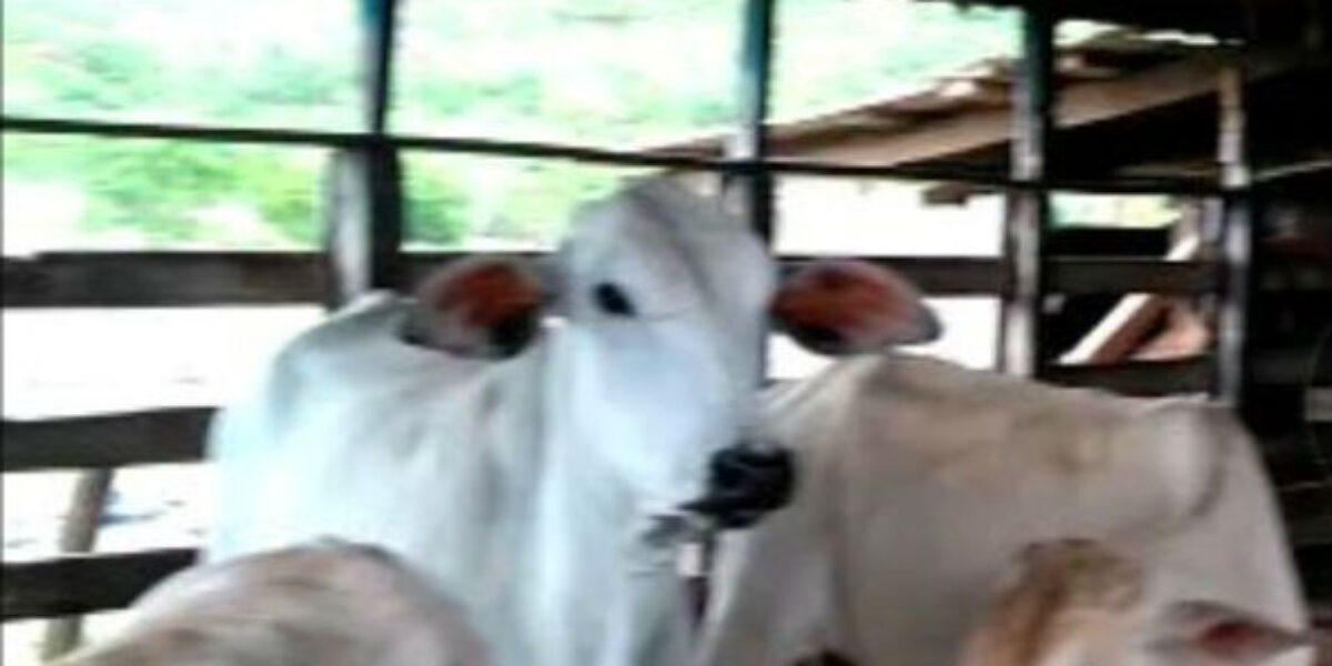 DDP de Uruaçu investiga ocorrências de roubo de gado na região