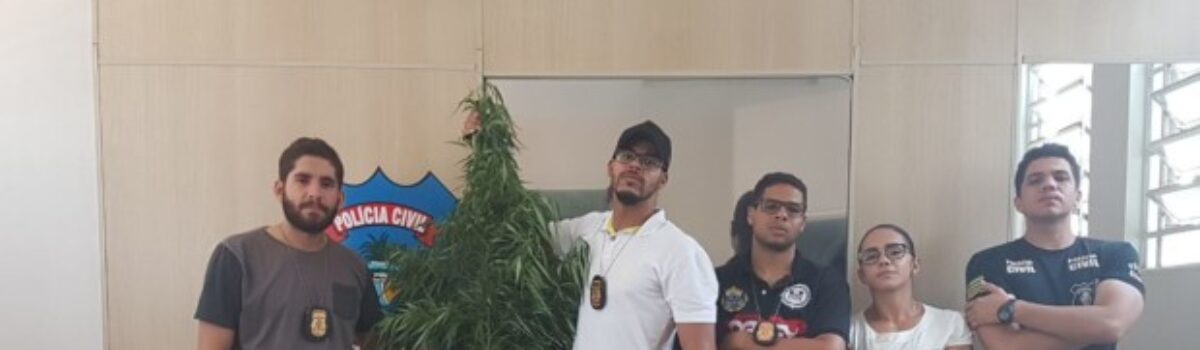 Em Luziânia, PC apreende pé de maconha com 2 metros de altura