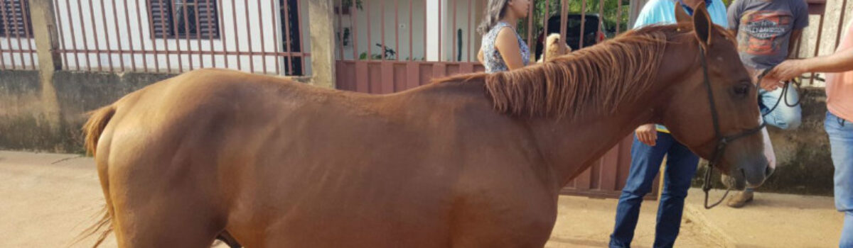 Polícia Civil recupera cavalo furtado avaliado em R$ 100 mil