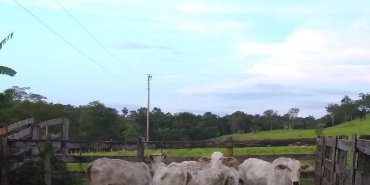 DP de Ipameri recupera cabeças de gado que haviam sido furtadas de fazenda