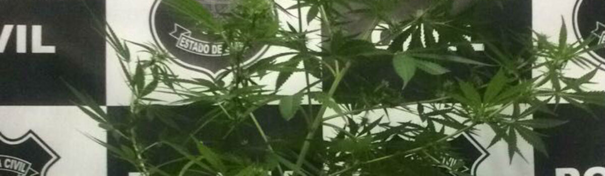 Menor é apreendida por cultivar pé de maconha em Morrinhos