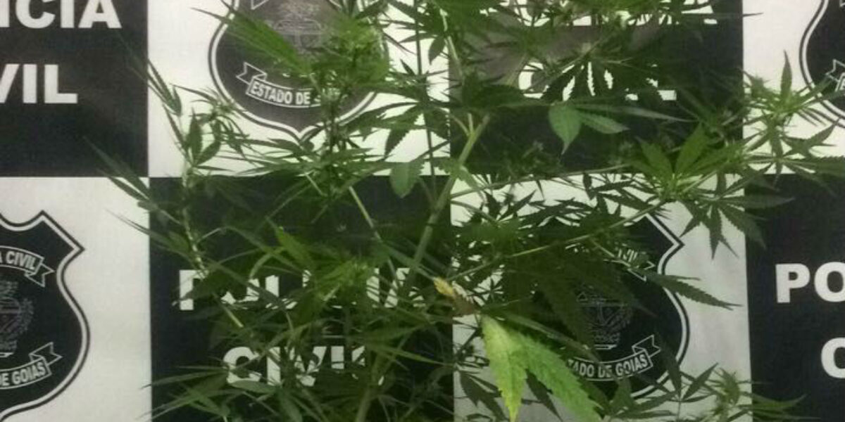 Menor é apreendida por cultivar pé de maconha em Morrinhos