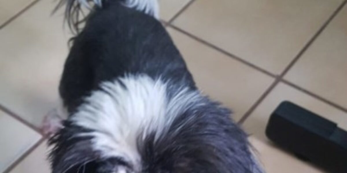 Policiais da 5ª DP de Aparecida recuperam cão que havia sido furtado