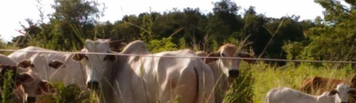 Suspeito de furtar R$ 750 mil em gado de fazenda em GO é preso no TO