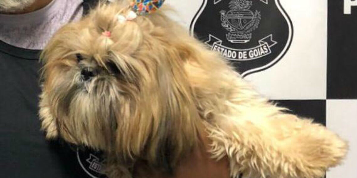 Polícia Civil de Morrinhos recupera cãozinho levado de residência