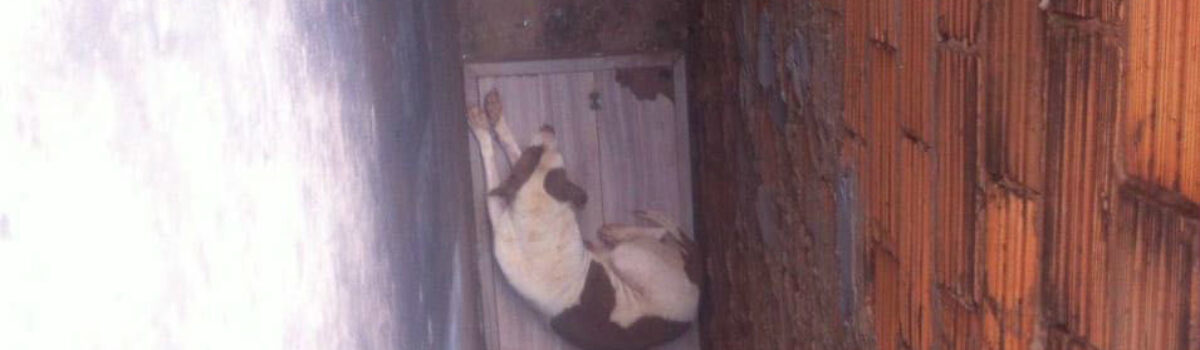 Policiais civis resgatam cadela que sofria maus-tratos em Jataí