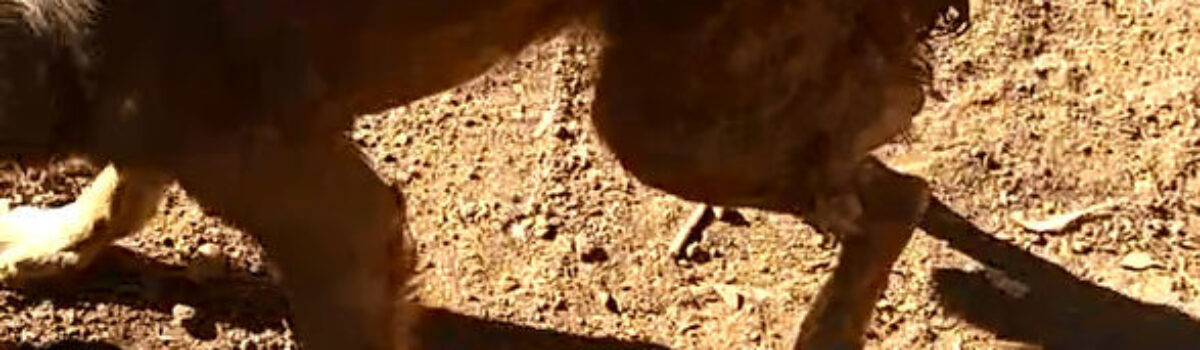 Preso em Pontalina idoso que cortou rabo de cão adulto usando um facão