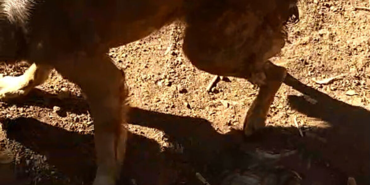 Preso em Pontalina idoso que cortou rabo de cão adulto usando um facão