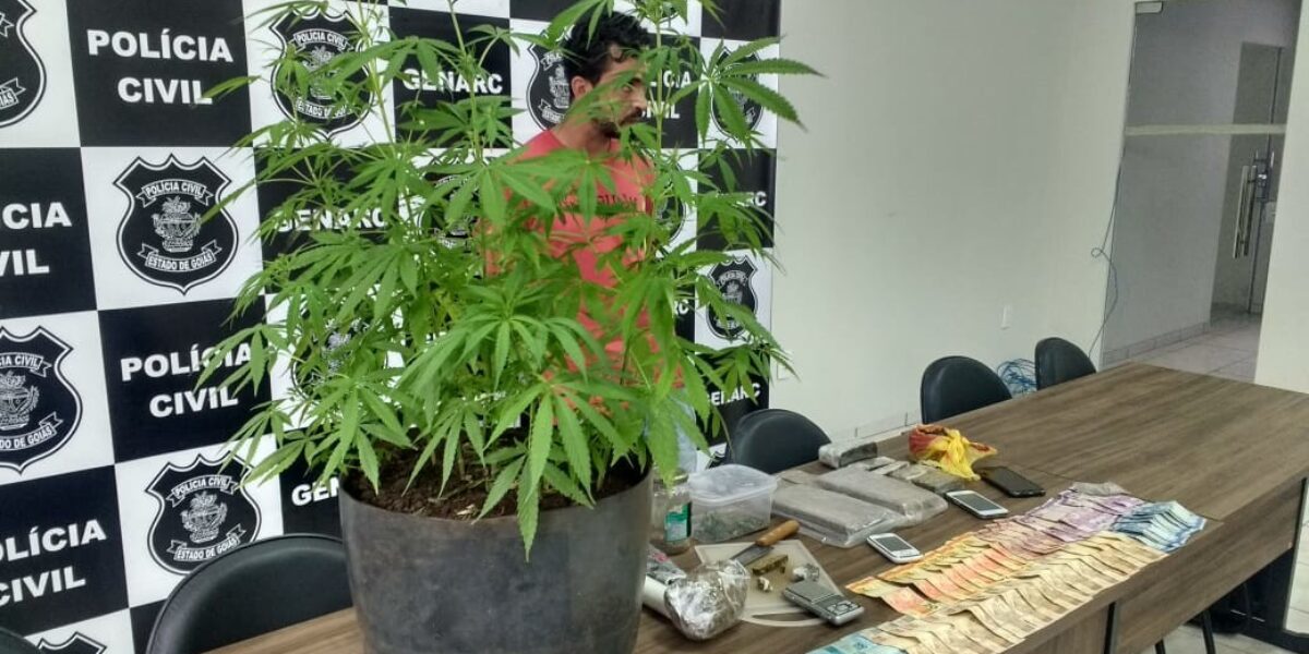 Traficante que cultivava pé de maconha é flagrado com drogas, celulares e balança de precisão