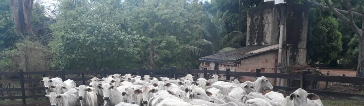 DERCR apreende 53 cabeças de gado roubadas de fazenda em Guapó