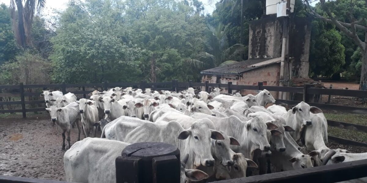 DERCR apreende 53 cabeças de gado roubadas de fazenda em Guapó