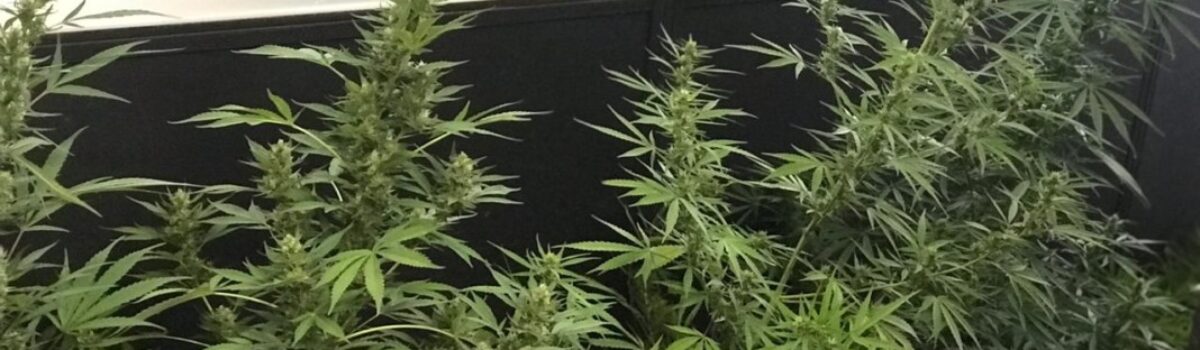 DP de Cidade Ocidental prende suspeito de cultivar pé de maconha em casa