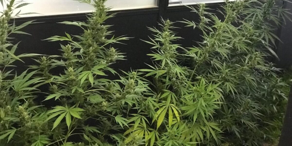 DP de Cidade Ocidental prende suspeito de cultivar pé de maconha em casa