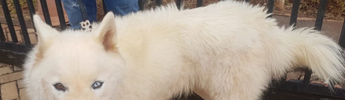 Polícia Civil investiga maus tratos a animais em Jataí