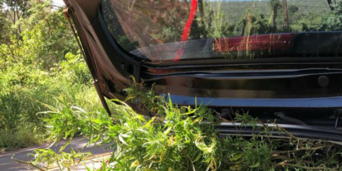 Operação apreende pés de maconha
