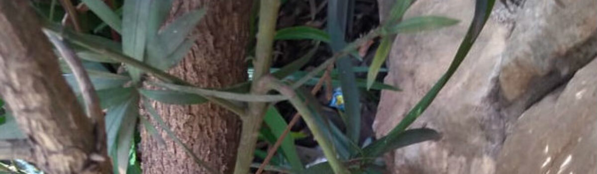 Policiais civis recuperam celular furtado