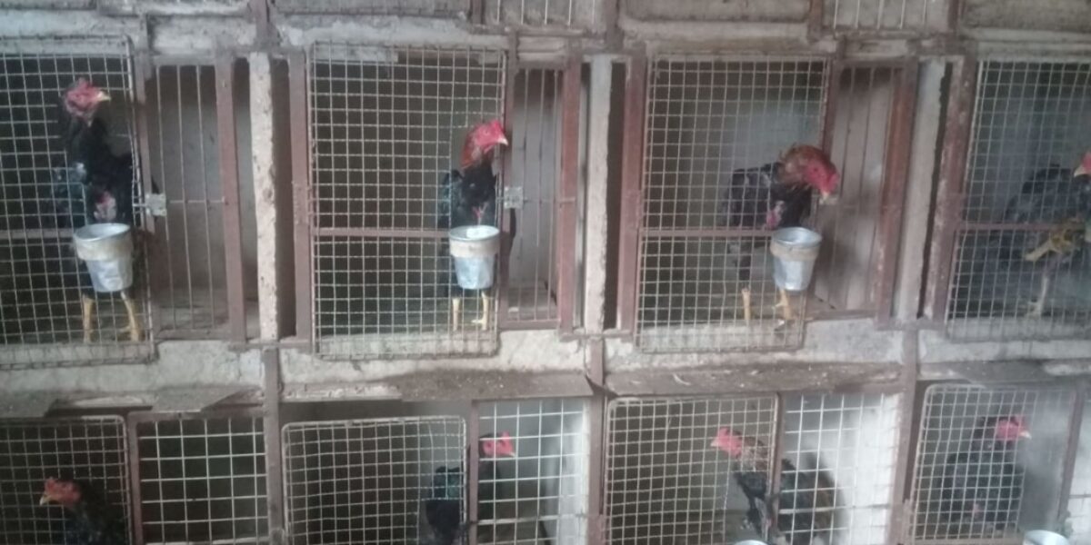 Polícia Civil apreende galos usados em rinha em Goianápolis