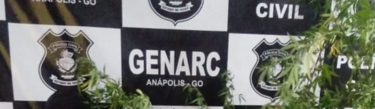 Genarc apreende plantação de maconha em Anápolis