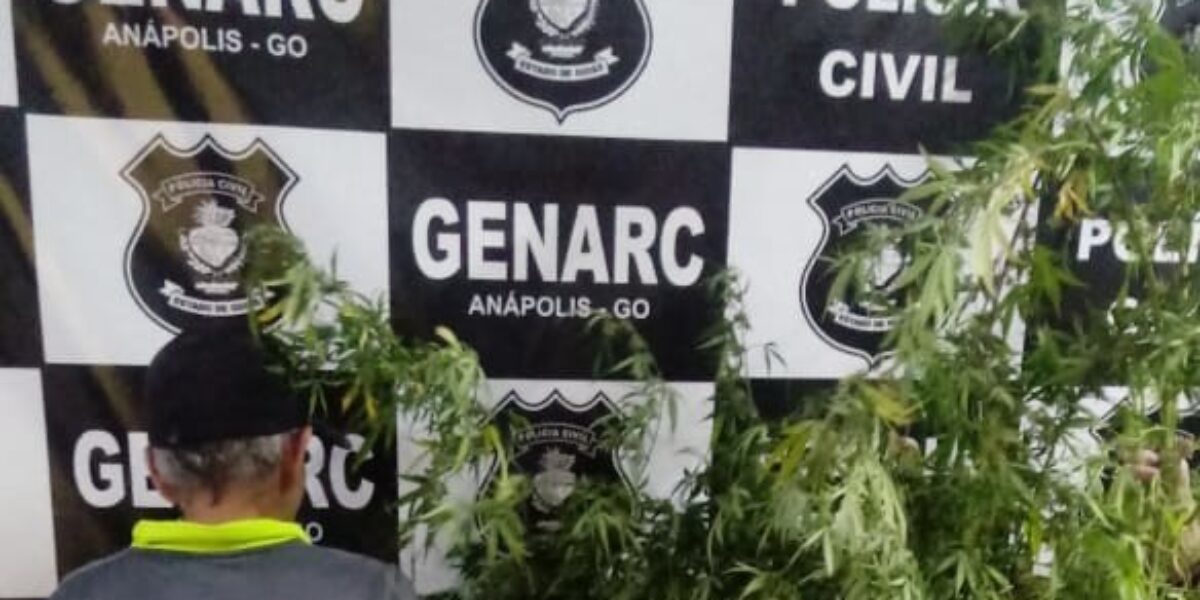 Genarc apreende plantação de maconha em Anápolis