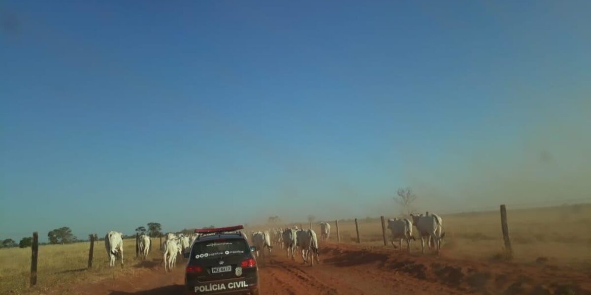 Delegacia de Crimes Rurais recupera gado furtado no Vale do Araguaia