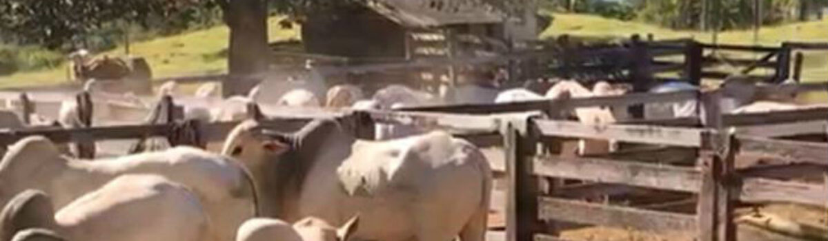 Operação Imperadores do Gado: animais roubados são achados em fazenda de Cocalzinho