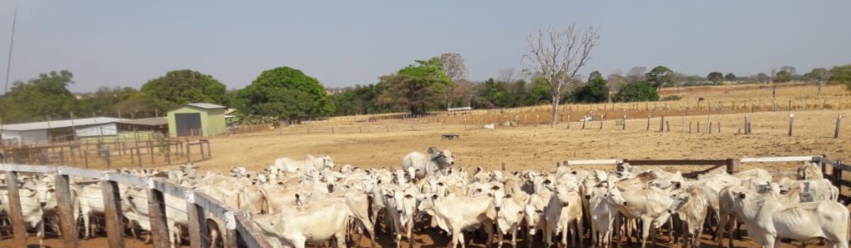 Quase 300 cabeças de gado são recuperadas após crime de estelionato; suspeito pagou pelos animais com cheques sem fundo