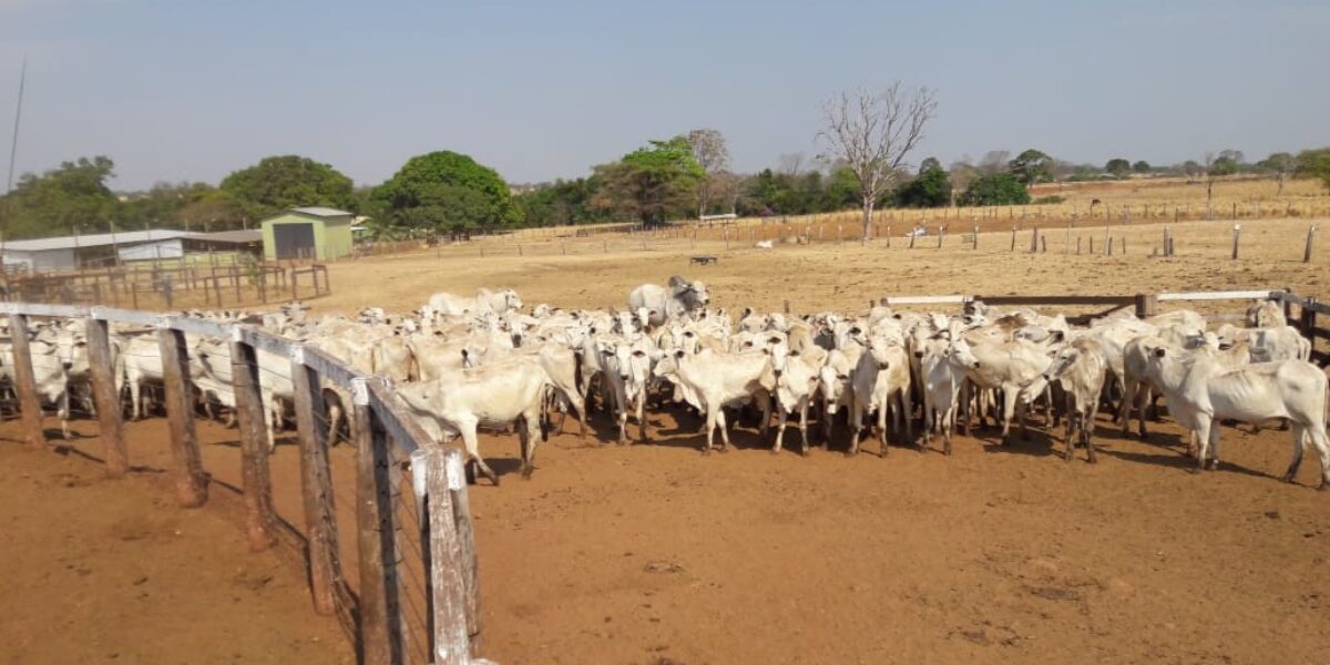 Quase 300 cabeças de gado são recuperadas após crime de estelionato; suspeito pagou pelos animais com cheques sem fundo