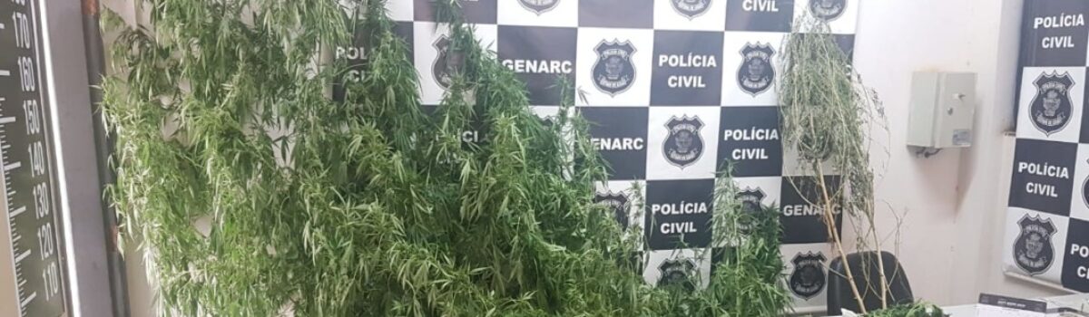 Homem que cultivava dezenas de pés de maconha em casa é preso em Águas Lindas