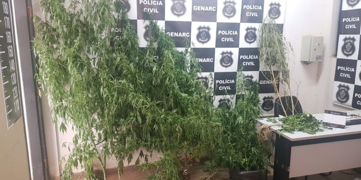 Homem que cultivava dezenas de pés de maconha em casa é preso em Águas Lindas