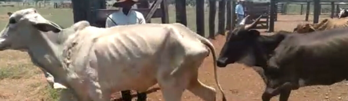 Operação Setentrional Goiano: nova fase recupera dezenas de vacas roubadas