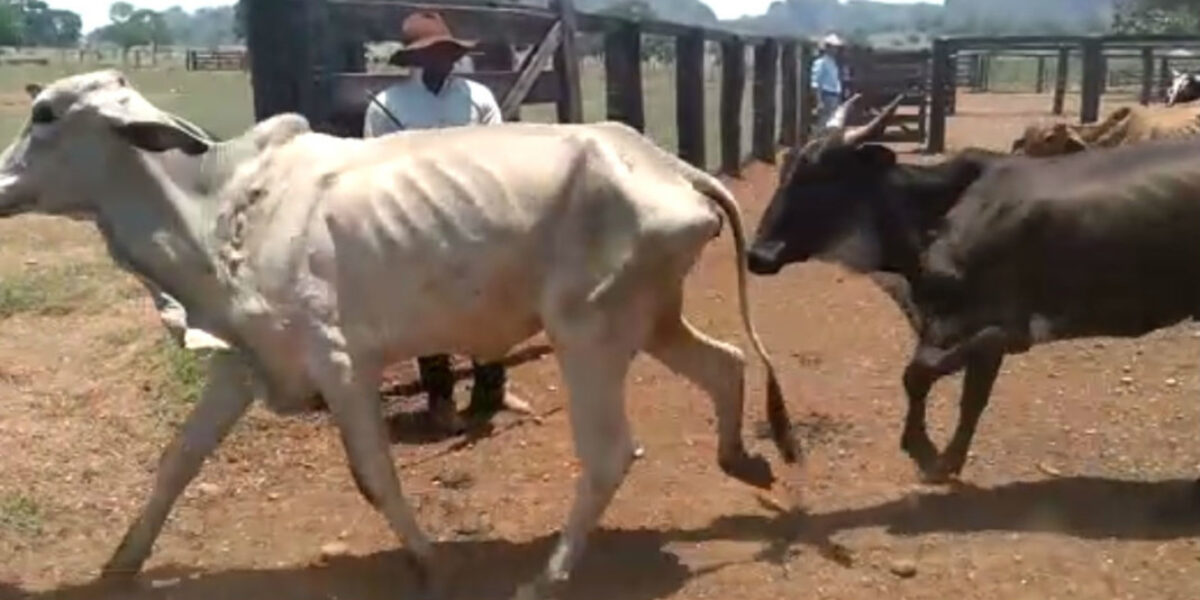 Operação Setentrional Goiano: nova fase recupera dezenas de vacas roubadas