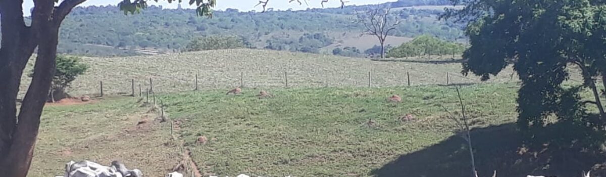 Polícia Civil recupera mais de 50 cabeças de gado furtadas na região de Catalão