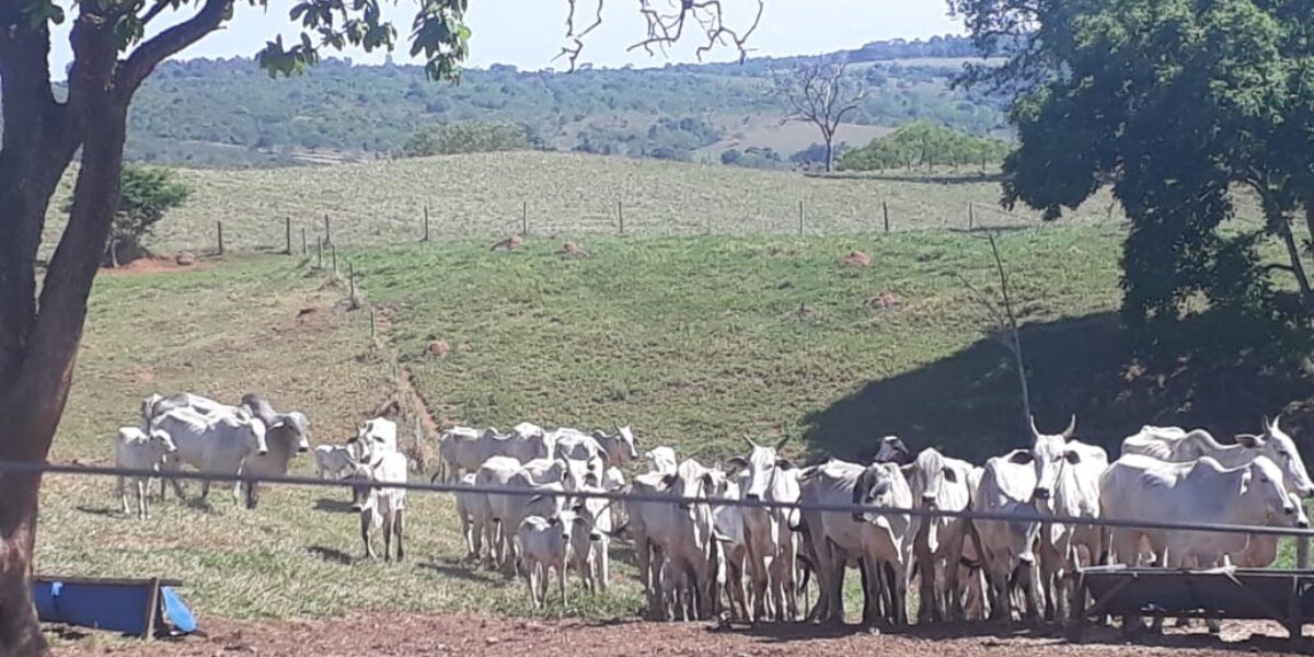 Polícia Civil recupera mais de 50 cabeças de gado furtadas na região de Catalão
